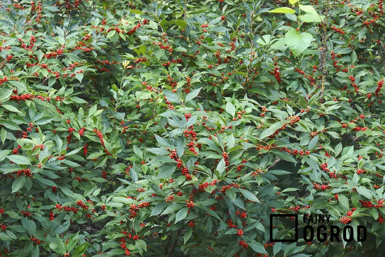 Ostrokrzew okółkowy Ostrokrzew okółkowy