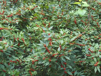 Ostrokrzew okółkowy - zdjęcie 4