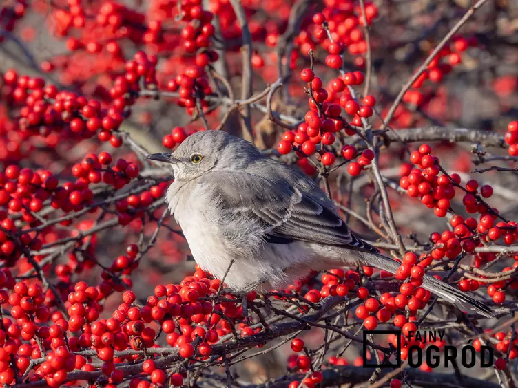 Ostrokrzew okółkowy - zdjęcie 5 Ostrokrzew okółkowy - zdjęcie 5