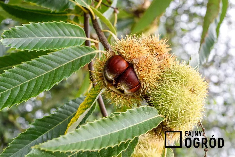 Kasztan jadalny Kasztan jadalny