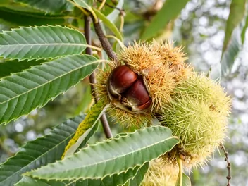 Kasztan jadalny - zdjęcie 2