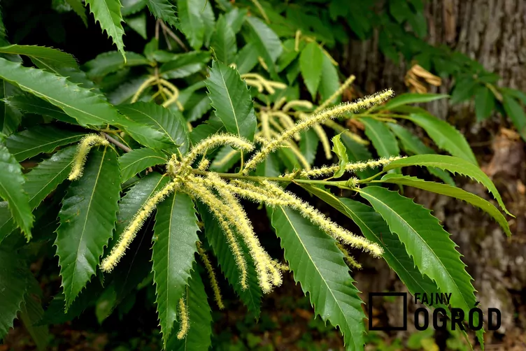 Kasztan jadalny Kasztan jadalny