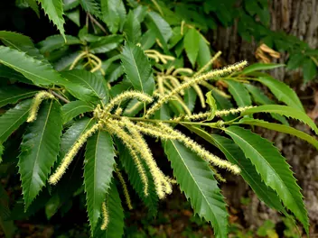 Kasztan jadalny - zdjęcie 3