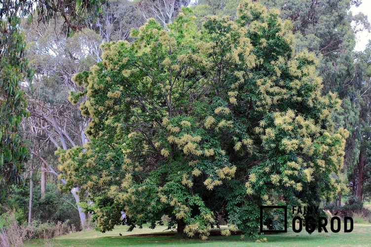 Kasztan jadalny Kasztan jadalny