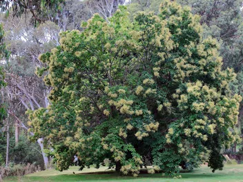 Kasztan jadalny - zdjęcie 4