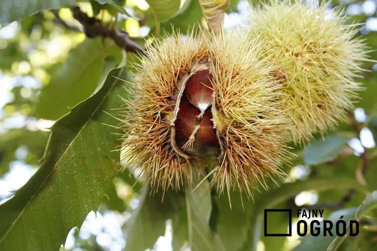 Kasztan jadalny - zdjęcie 5 Kasztan jadalny - zdjęcie 5