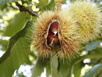 Kasztan jadalny - zdjęcie 5