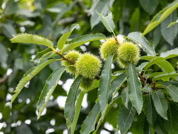 Ilustracja rośliny kasztan jadalny