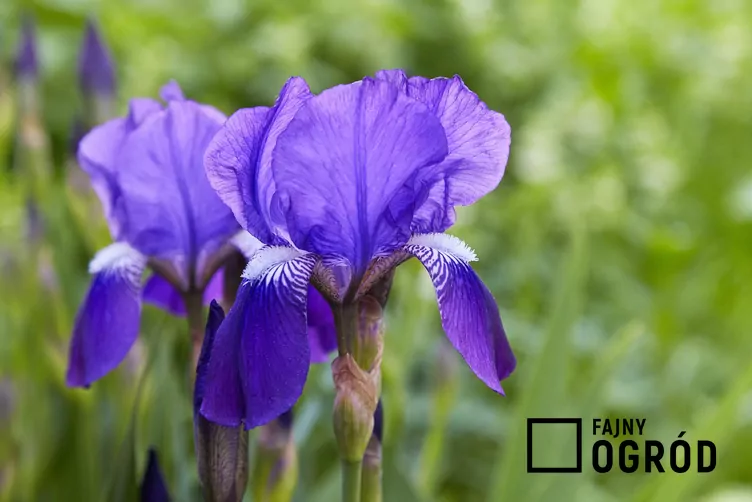 Irys bródkowy Irys bródkowy