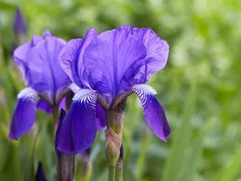 Kosaciec bródkowy - zdjęcie 2