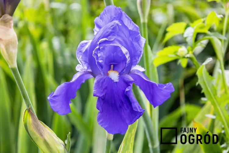 Kosaciec niemiecki Kosaciec niemiecki