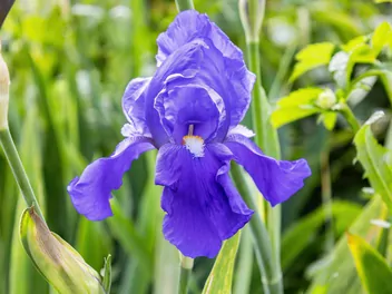 Kosaciec bródkowy - zdjęcie 3