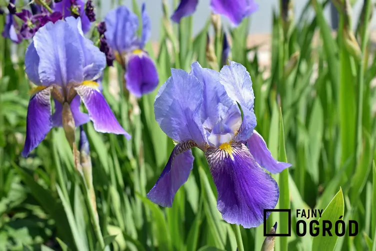 Kosaciec bródkowy Kosaciec bródkowy