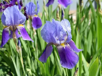 Kosaciec bródkowy - zdjęcie 4