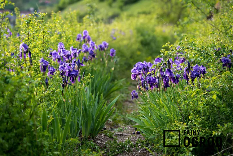 Kosaciec bródkowy - zdjęcie 5 Kosaciec bródkowy - zdjęcie 5