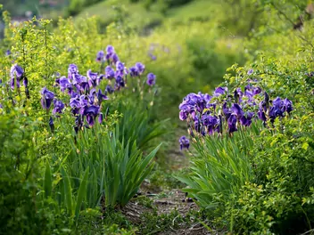 Kosaciec bródkowy - zdjęcie 5