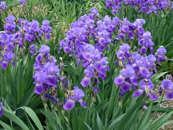 Zdjęcie ilustrujące kosaciec bródkowy