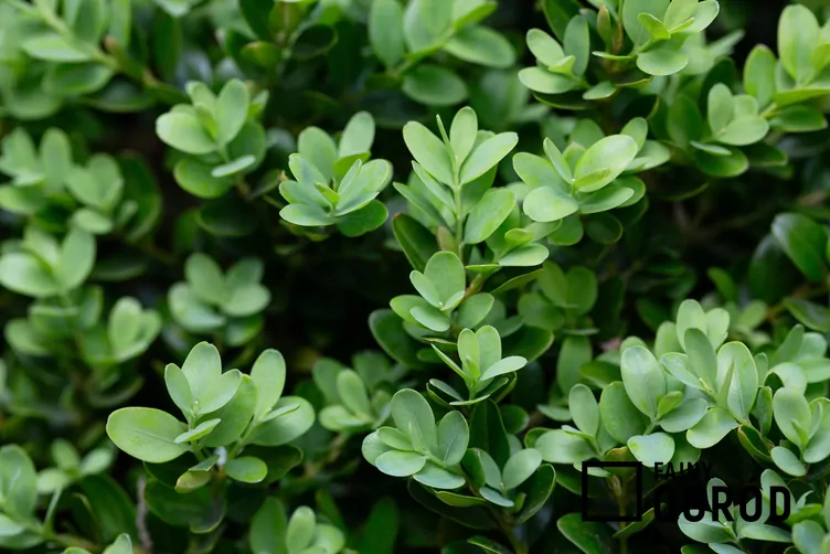 Bukszpan drobnolistny