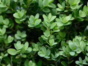 Bukszpan drobnolistny - zdjęcie 2