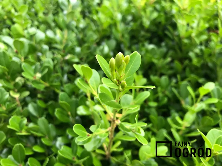 Bukszpan drobnolistny