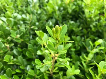 Bukszpan drobnolistny - zdjęcie 3