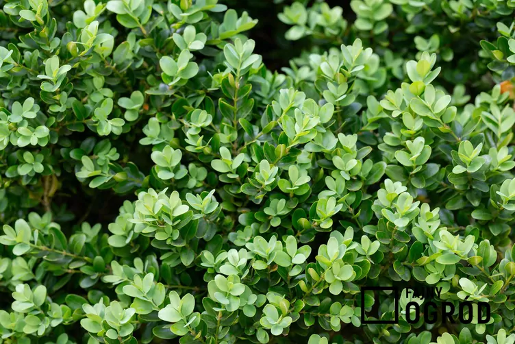 Bukszpan drobnolistny