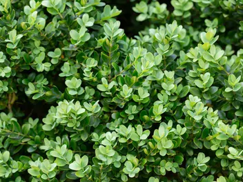 Bukszpan drobnolistny - zdjęcie 4