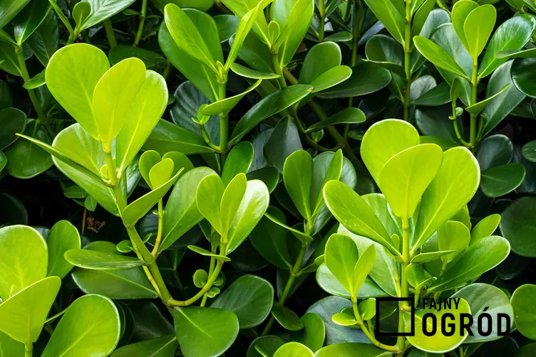 Bukszpan drobnolistny - zdjęcie 5