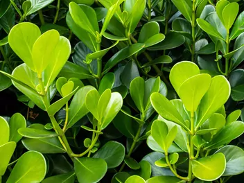 Bukszpan drobnolistny - zdjęcie 5