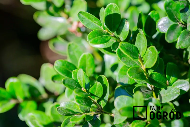 Bukszpan drobnolistny