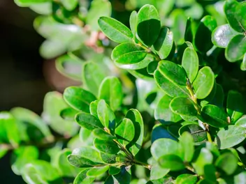 Ilustracja rośliny bukszpan drobnolistny