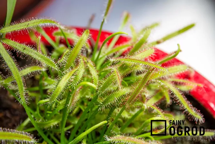 Rosiczka przylądkowa