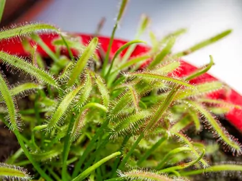 Zdjęcie ilustrujące rosiczka przylądkowa