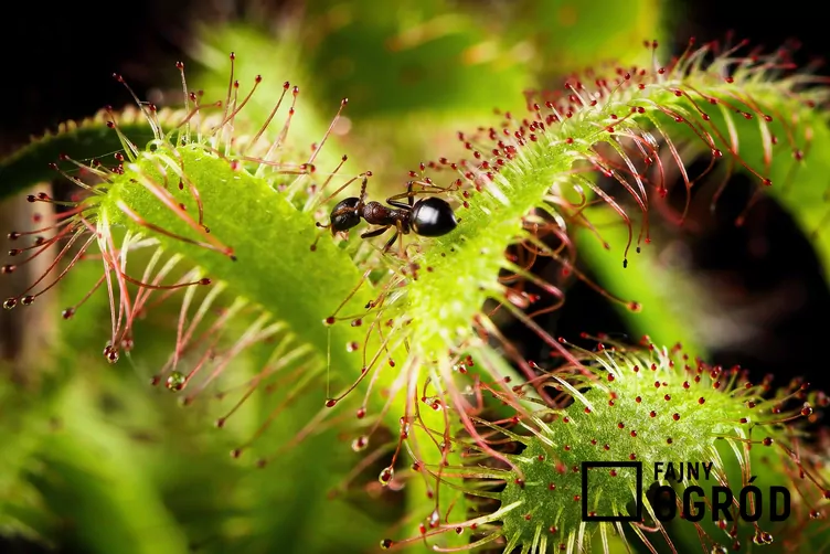 Rosiczka przylądkowa