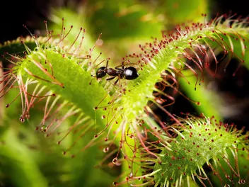 Rosiczka przylądkowa - zdjęcie 2