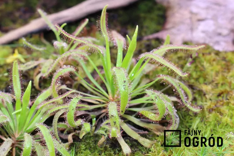 Rosiczka przylądkowa