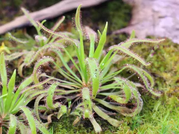 Rosiczka przylądkowa - zdjęcie 3