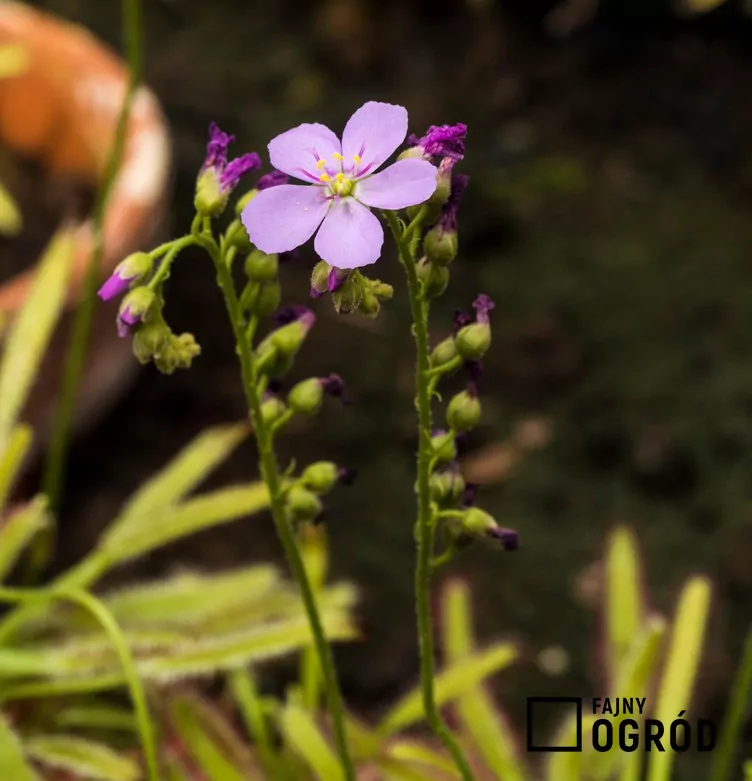 Rosiczka przylądkowa