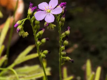Rosiczka przylądkowa - zdjęcie 4