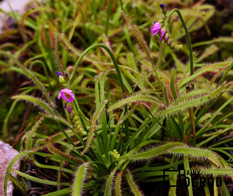 Rosiczka przylądkowa - zdjęcie 5