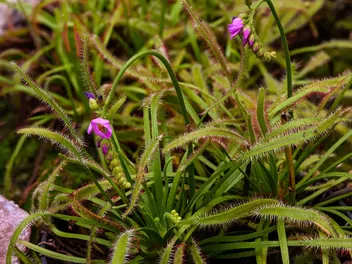 Rosiczka przylądkowa - zdjęcie 5