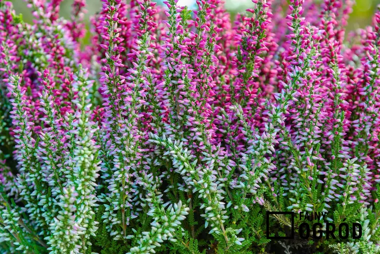 Wrzos pospolity Skyline 'Stockholm'