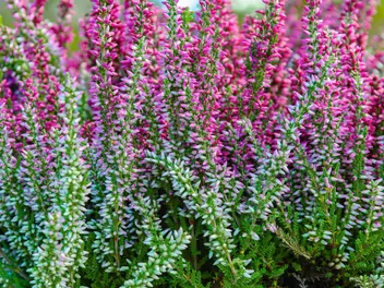 Zdjęcie ilustrujące wrzos pospolity skyline 'stockholm'