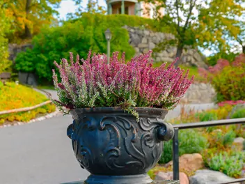 Wrzos pospolity Skyline 'Stockholm' - zdjęcie 2