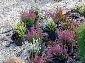 Wrzos pospolity Skyline 'Stockholm' - zdjęcie 3