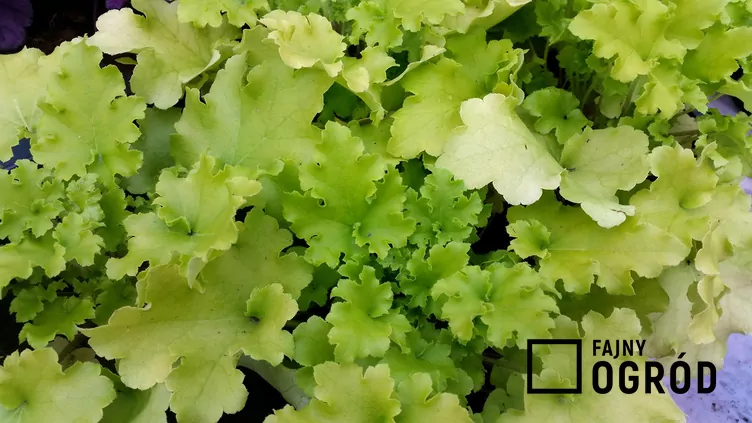 Żurawka drobnokwiatowa 'Lime Marmalade'