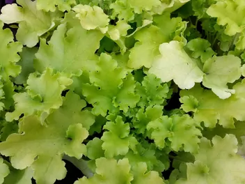 Ilustracja rośliny żurawka drobnokwiatowa 'lime marmalade'