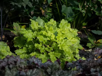 Żurawka drobnokwiatowa 'Lime Marmalade' - zdjęcie 2