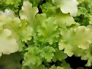 Żurawka drobnokwiatowa 'Lime Marmalade' - zdjęcie 5