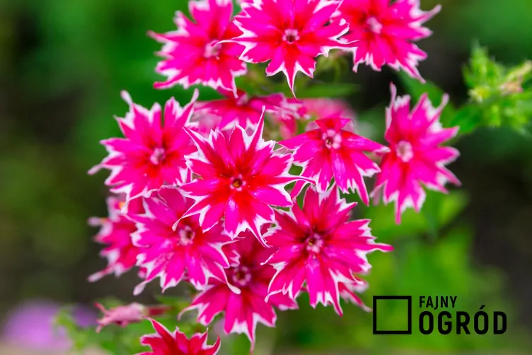 Płomyk letni gwiaździsty Płomyk letni gwiaździsty